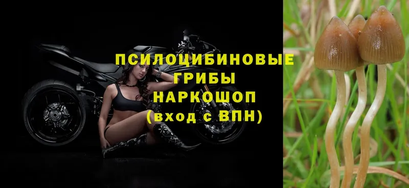 ссылка на мегу зеркало  Поворино  Псилоцибиновые грибы MAGIC MUSHROOMS  купить  цена 